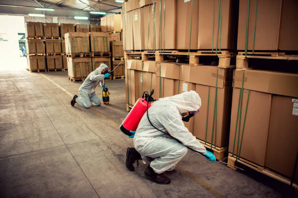 Best Wasp Removal Services  in Weweantic, MA