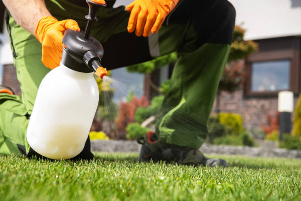 Best Termite Control Services  in Weweantic, MA