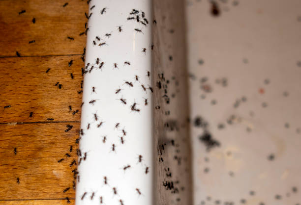 Pest Prevention Services in Weweantic, MA