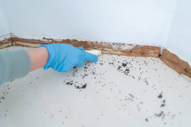 Best Affordable Pest Control Services  in Weweantic, MA